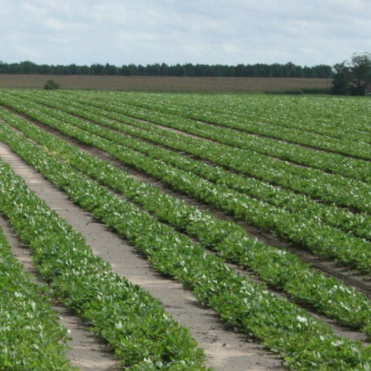 Peanut growers encouraged not to increase acreage